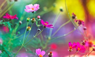 Huyền Không Phi Tinh LƯU NIÊN – NGUYỆT – NHẬT – THỜI PHI TINH