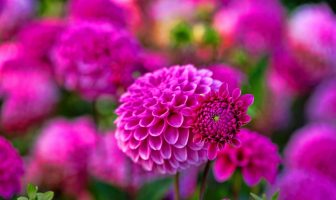 VƯỢNG SƠN – VƯỢNG HƯỚNG