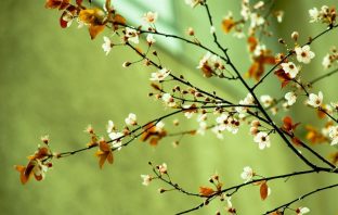 Bát môn gia cửu cung khắc ứng – Sinh Môn