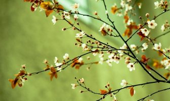 KHẨU QUYẾT NHỊ THẬP TỨ SƠN KHAI MÔN PHÓNG THỦY