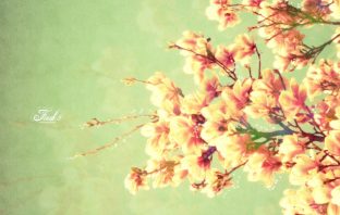 Phân Kim Trong La Kinh Thấu Giải