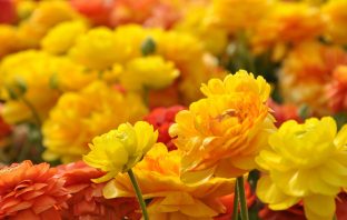 Kỳ Môn Độn Giáp – Môn Bách