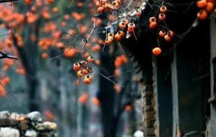 BÁT TRẠCH CỔ TRUYỀN BÍ BẢN DƯƠNG TRẠCH.
