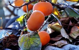 BÁT TRẠCH DAO TIÊN PHÚ (DAO TIÊN TƯỜNG GIẢI)