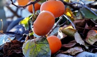 BÁT TRẠCH DAO TIÊN PHÚ (DAO TIÊN TƯỜNG GIẢI)
